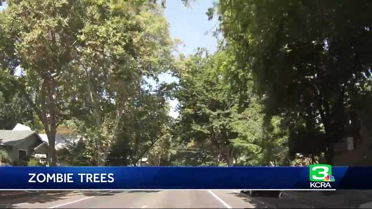 ‘Zombie trees’ show signs of trouble after drought, arborist says