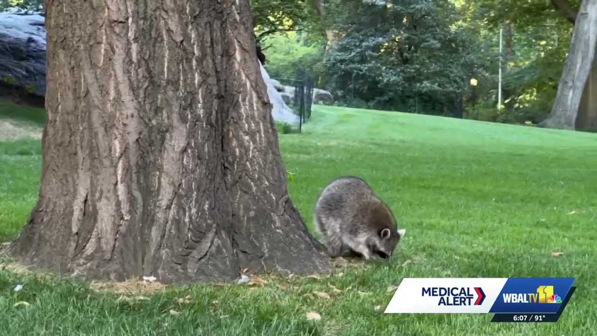 State officials caution amid string of rabid animal incidents