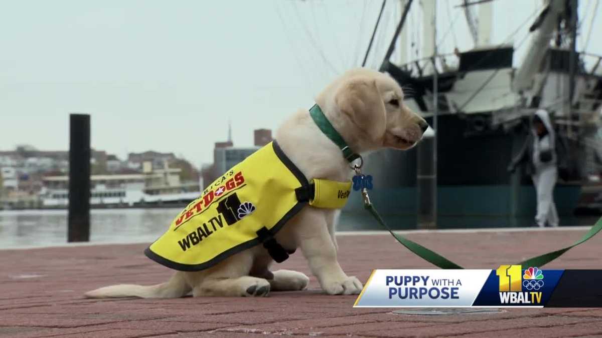 VOTE to name WBAL-TV's next Puppy with a Purpose