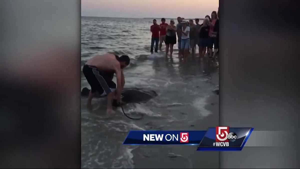 Stingray reeled in by fishermen on Cape Cod beach