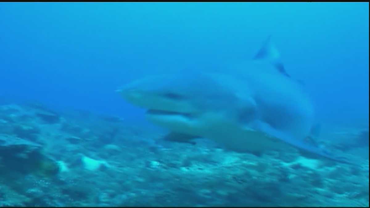 Bull sharks spotted in Northshore waters