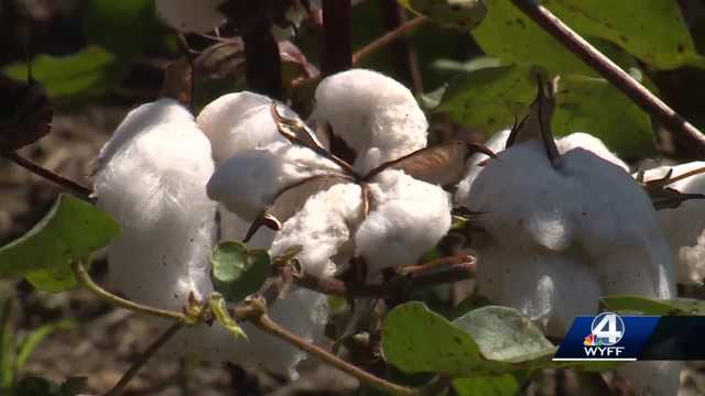 South Carolina: Drought impacting cotton crops - Vimarsana News