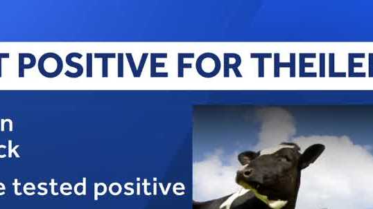 What to know: Imported cattle in Nebraska test positive for tick-borne parasite
