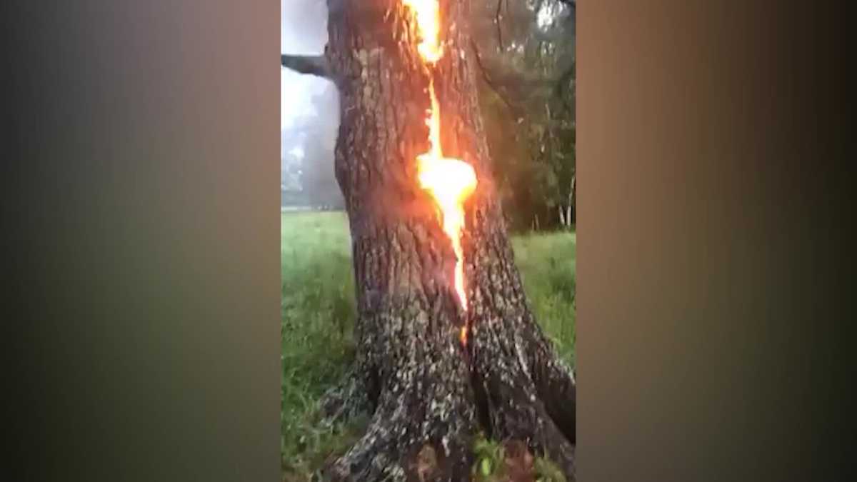 Video Shows Flames Shooting Up Middle Of Tree After Lightning Strike 