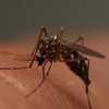 Mosquito surge plagues Fort Myers Beach as treatment delayed