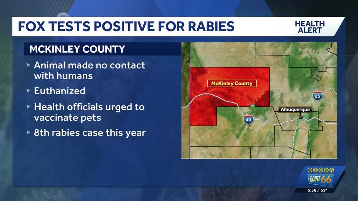 Rabid fox confirmed in McKinley County - KOAT