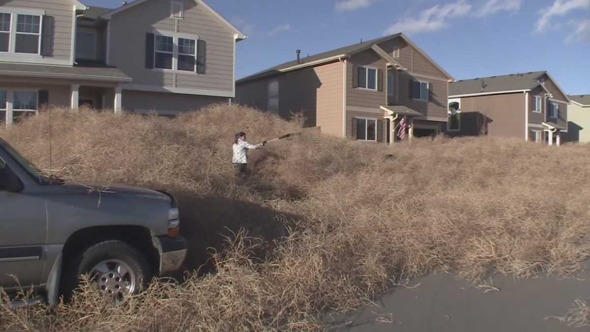 VIDEO] Colorado neighborhood buried by thousands of tumbleweeds