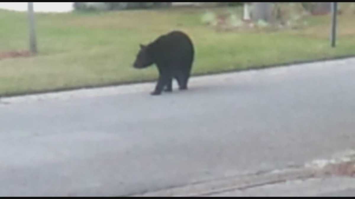 Central Florida's bear season begins