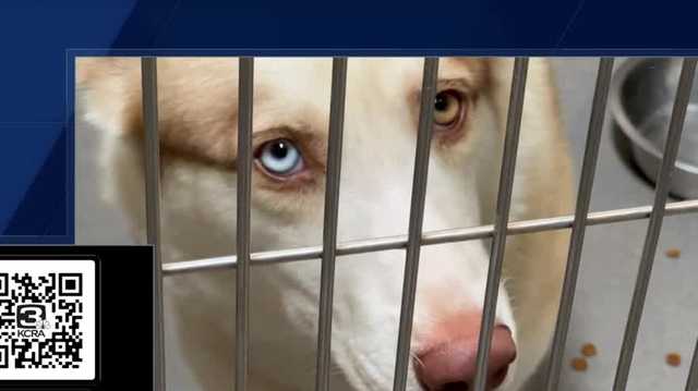 KCRA 3 is teaming up with NBC Universal to find homes for pets - Vimarsana News