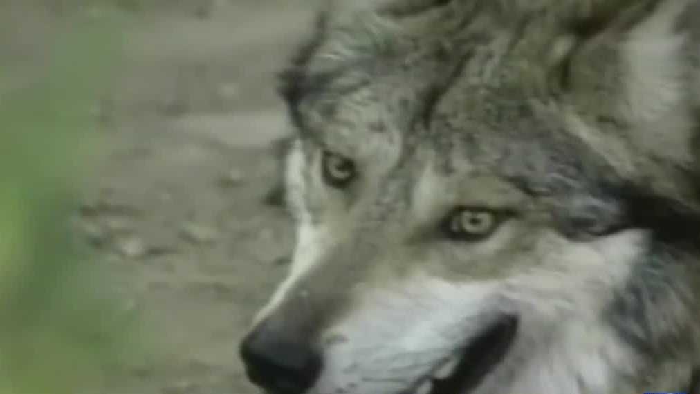 Federal Judge Restores Federal Protections For Gray Wolves