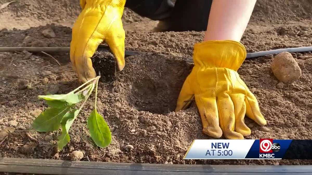 Inflation sparks new interest in gardening in Kansas City, Missouri
