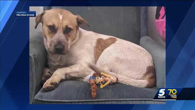 Dog set to be neutered by OKC Animal Welfare euthanized instead - Vimarsana News