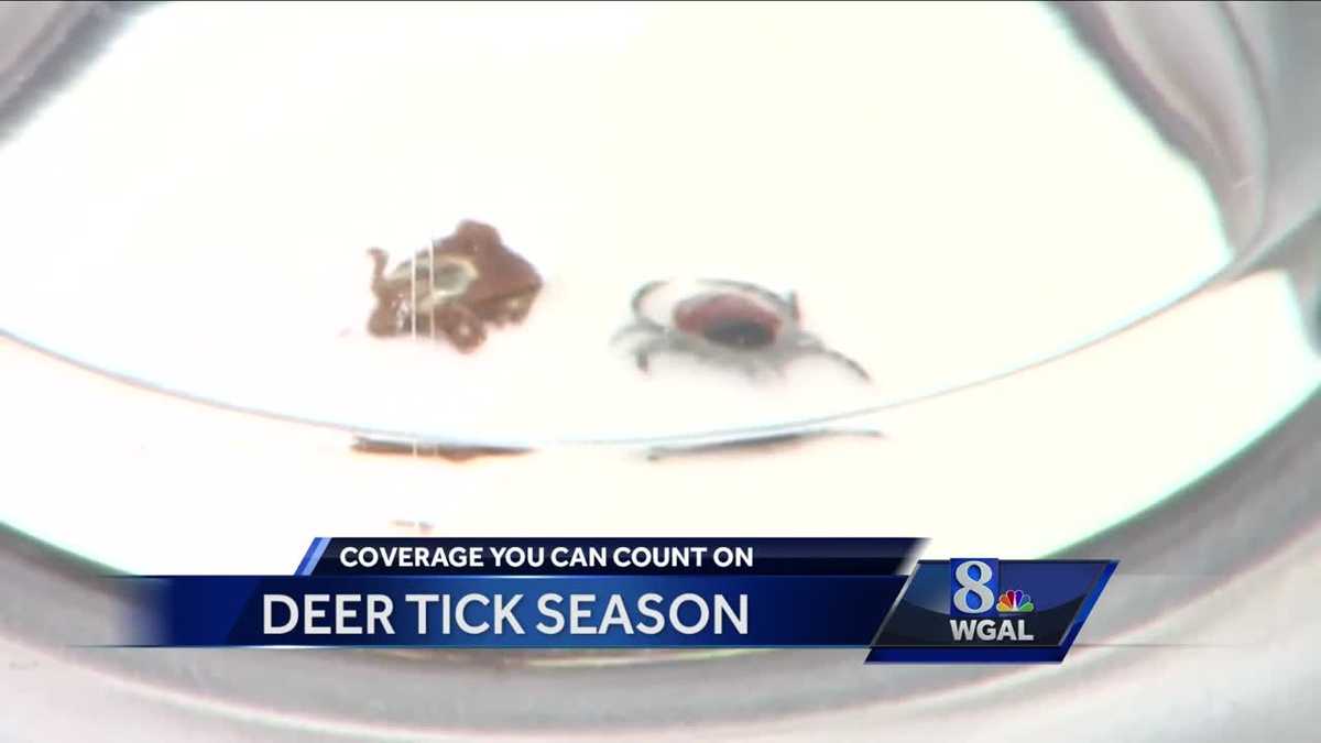 Tick season is here what you need to know