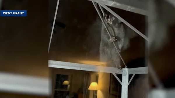 Bear seen climbing structure