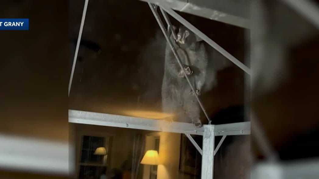 Video: Bear seen on top of structure outside home in New Hampshire