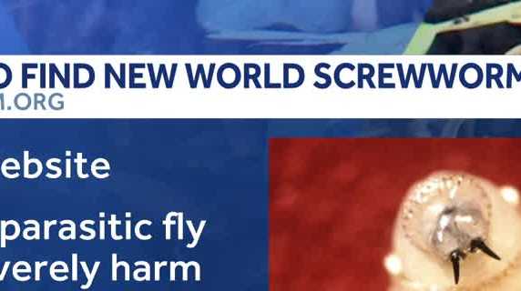 New World Screwworm detected in New Mexico