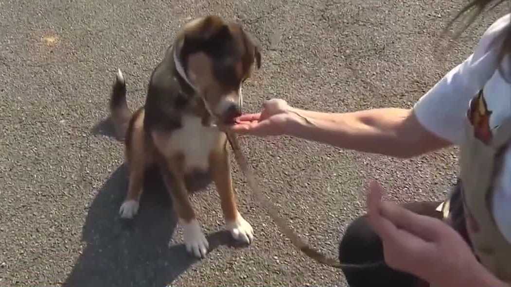 Palm Beach County animal care ordinance rewrite tabled after concerns voiced