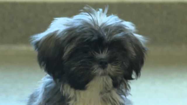 Council bluffs confiscated dogs now available for adoption - Vimarsana News