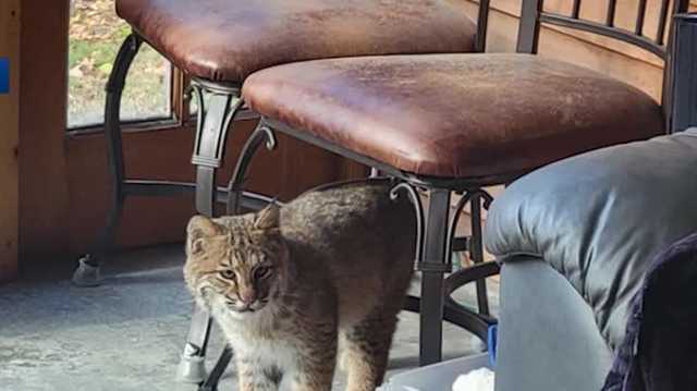 'Oh my goodness, that's not a cat': New Hampshire couple shocked when bobcat wanders into home