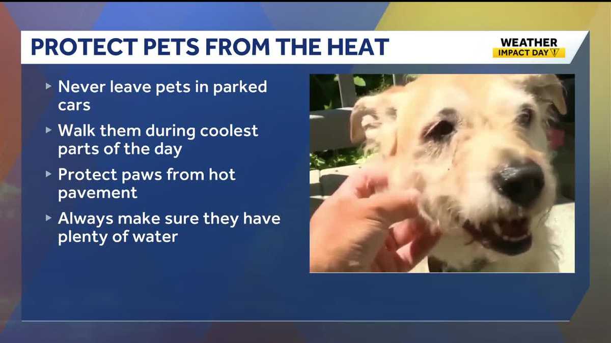 Keeping pets safe in the heat