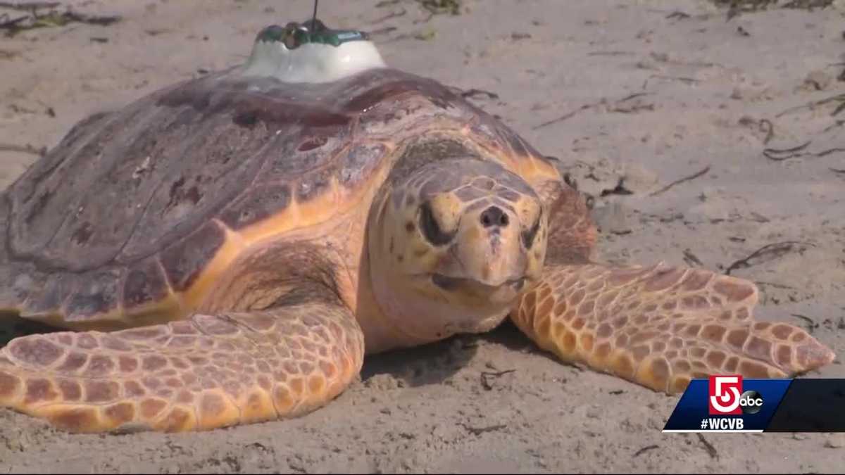 5 sea turtles return to ocean after months of rehab