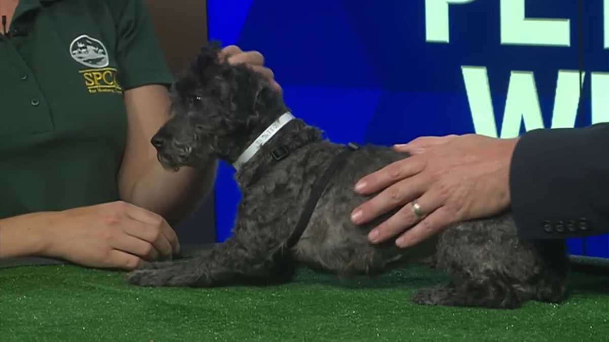 Pet of the Weekend Mitzie