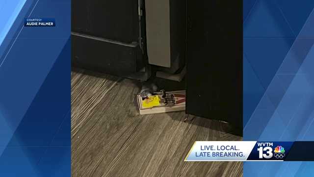 Residents complaining about unresolved mold, rat issues at The Park at Hoover Apartment homes - Vimarsana News