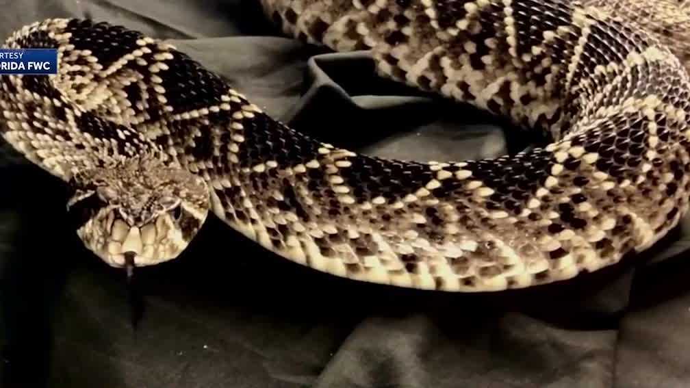 Hundreds of snakes recovered from illegal wildlife trafficking ring