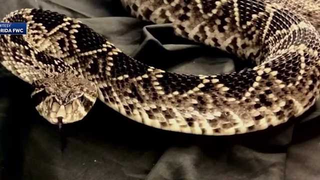 Hundreds of snakes recovered from illegal wildlife trafficking ring - Vimarsana News