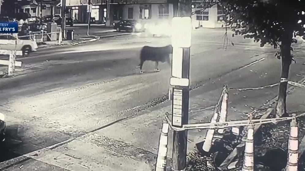 Missing cow still on loose in Louisville spotted in Highlands over weekend