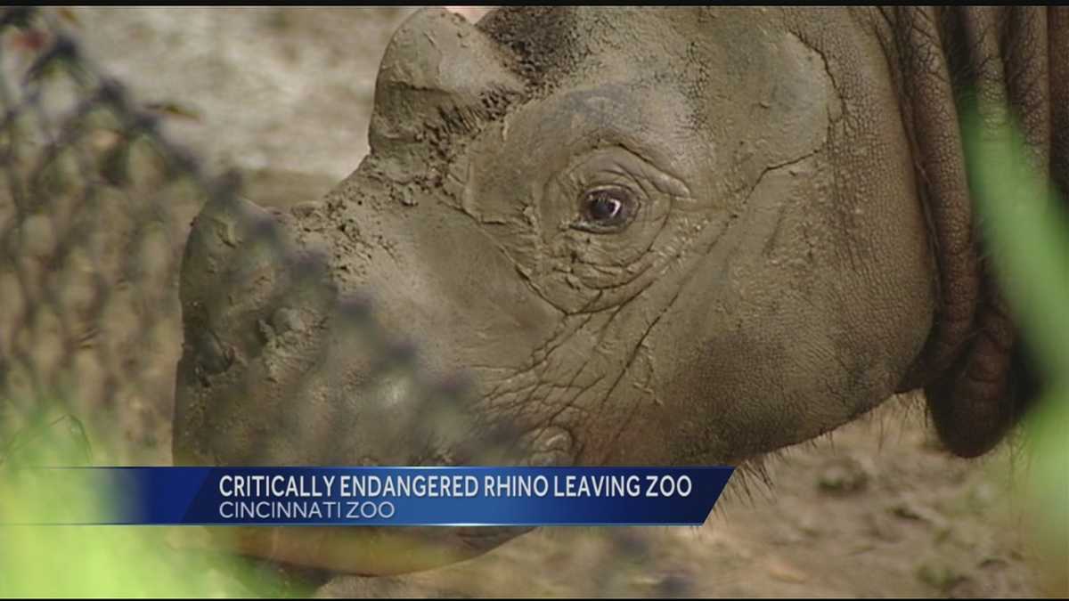 1 day left to view critically endangered rhino at Cincinnati Zoo