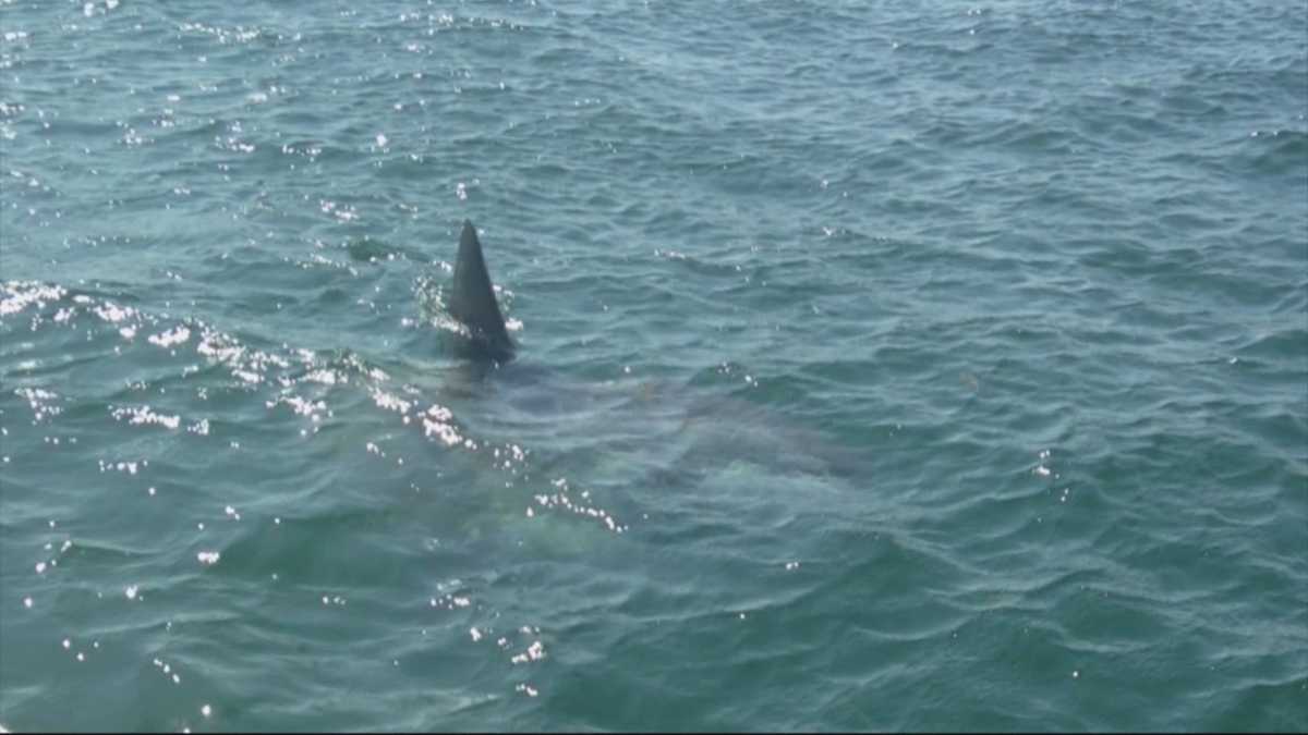 Sunfish sighting prompts beach evacuation