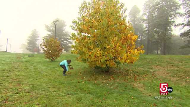 Learn about Q's Nuts in Somerville and the history of the American chestnut trees - Vimarsana News