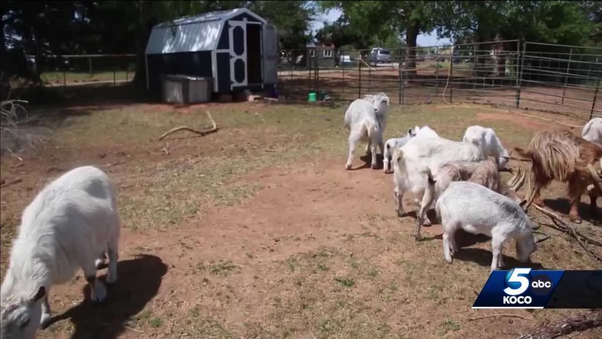 Bethel Acres animal rescue hit during Oklahoma tornado outbreak