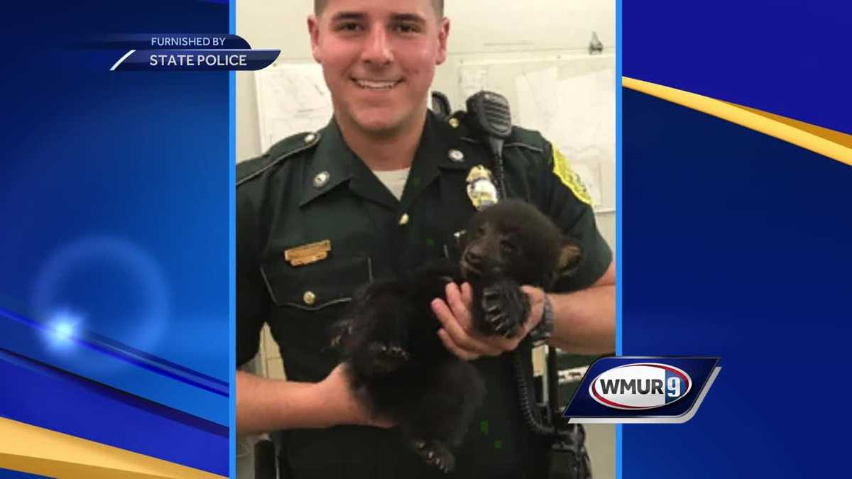 Officers rescue bear cubs in NH