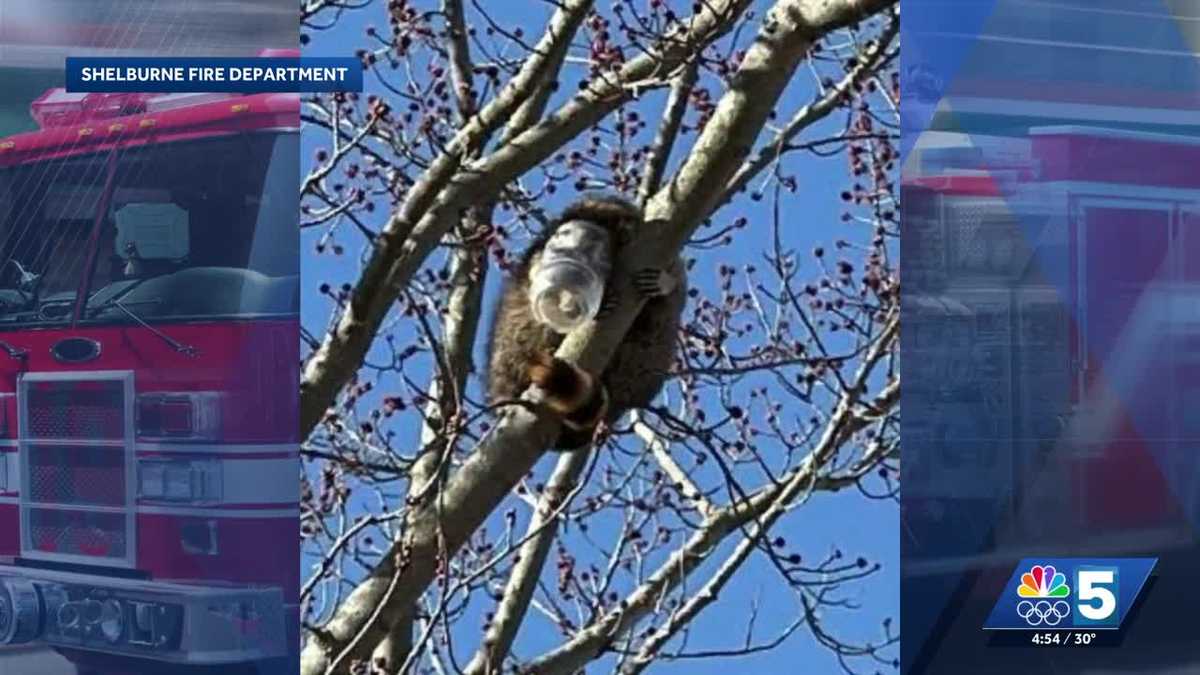 Vermont firefighters rescue raccoon with peanut butter jar stuck on its head