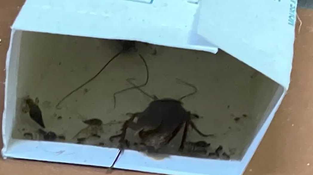 Cockroaches temporarily close Wicked Hop restaurant in Milwaukee