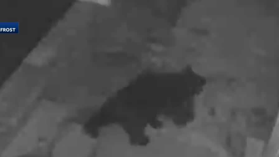 On camera Bear spotted in downtown Mansfield