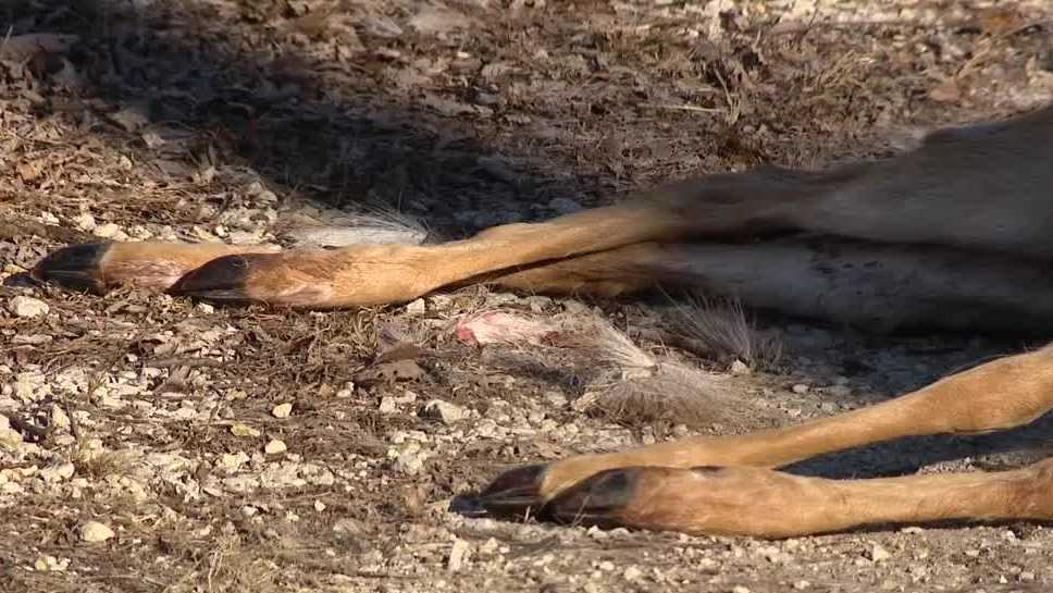 DNR officials investigating potential poaching case in Dallas County - KCCI