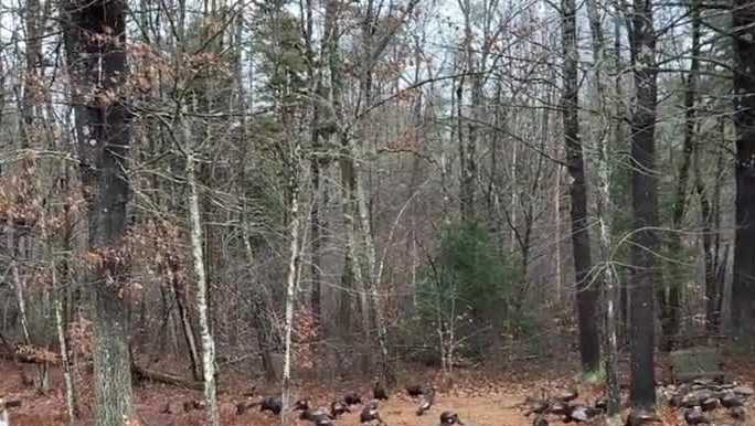 Dozens of turkeys take over NH backyard