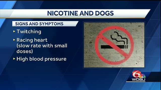 Ask the Vet: nicotine poisoning