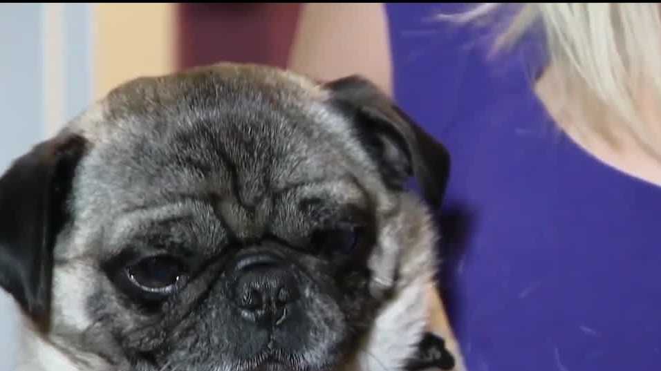 Keep pets safe this Fourth of July with free microchipping