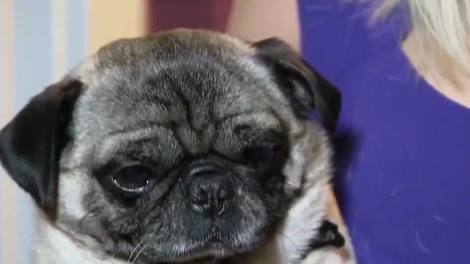 Keep pets safe this Fourth of July with free microchipping