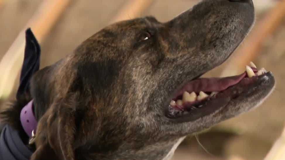 City leaders break ground on new Downtown Milwaukee Dog Park