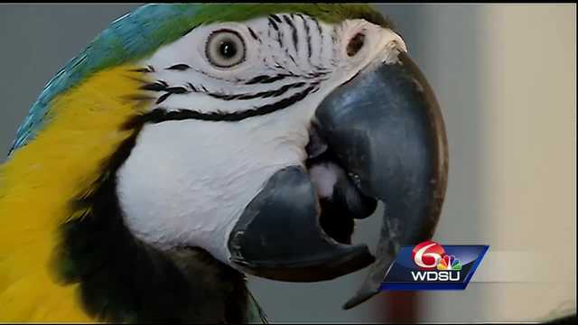 Polly wants a Who Dat! Meet this bird who always cheers for Saints