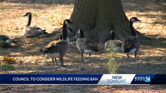 Des Moines council to consider ban on feeding wildlife - Vimarsana News