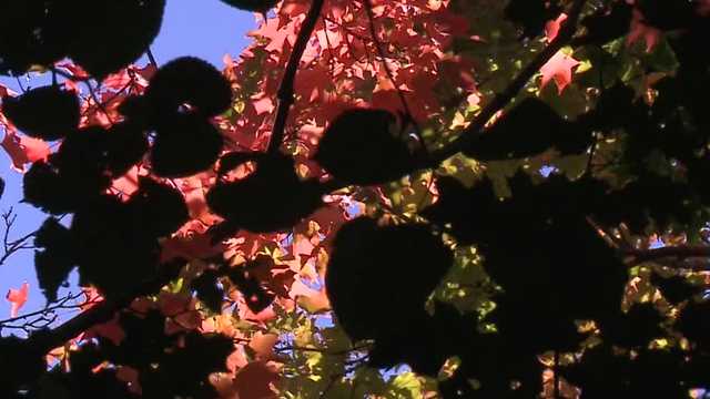 Climate change may be affecting the fall colors - Vimarsana News