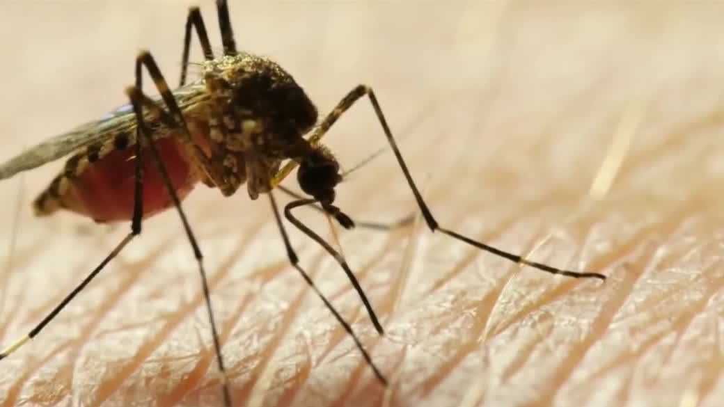 Health officials warn of dangerous infections as mosquitos return