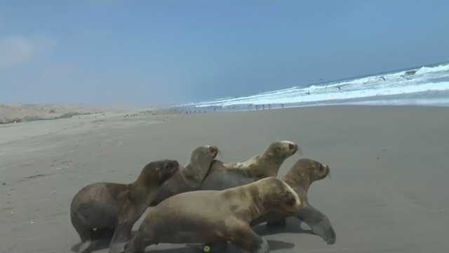 VIDEO: Group of 6 sea lions released back into the wild