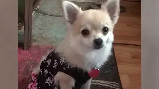 Dog attacked, killed in front yard - Vimarsana News